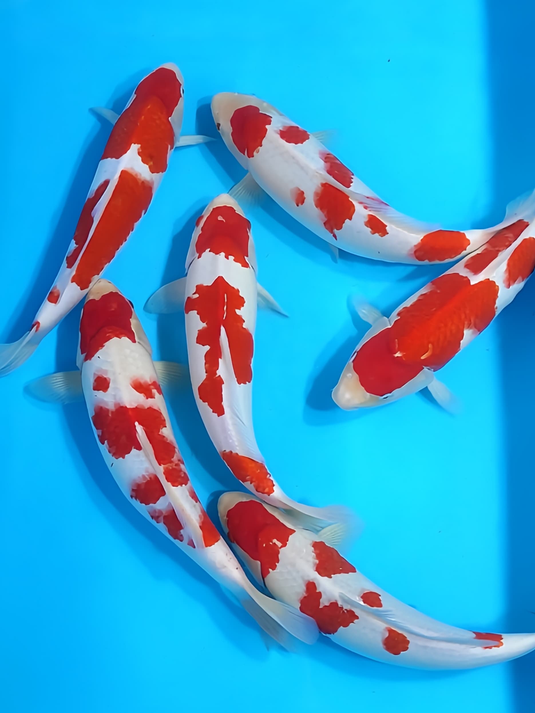 Arinor Koi